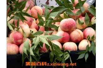 口腔溃疡吃什么水果好