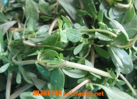 马子菜的功效与作用