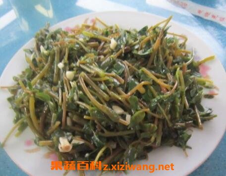 马子菜的功效与作用