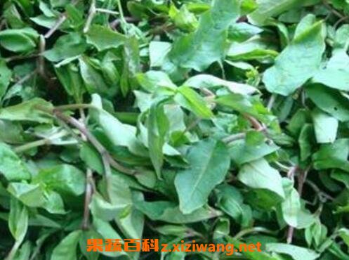 马兰菜的功效与作用