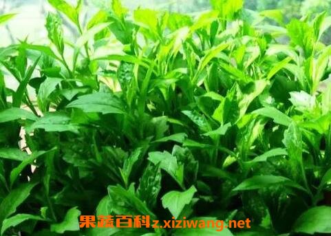 马兰菜的功效与作用