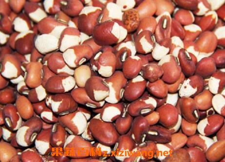 饭豇豆的功效与作用