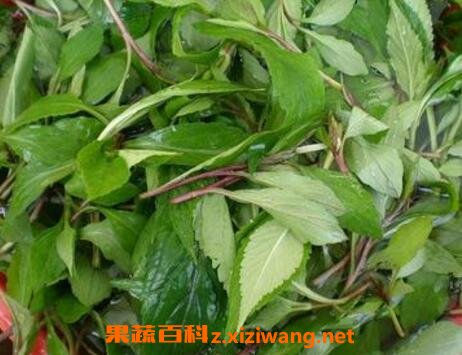 大苦菜的功效与作用