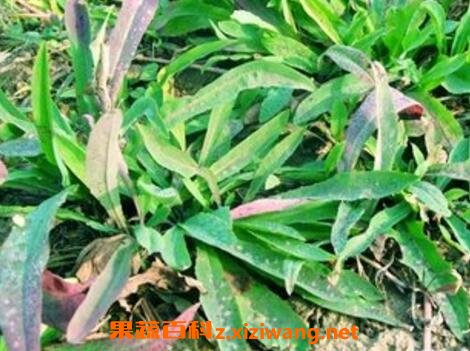 大苦菜的功效与作用