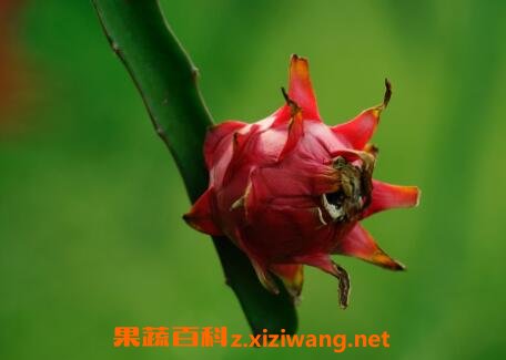 火轮果的营养价值与功效