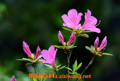 杜鹃花的养殖方法及注意事项