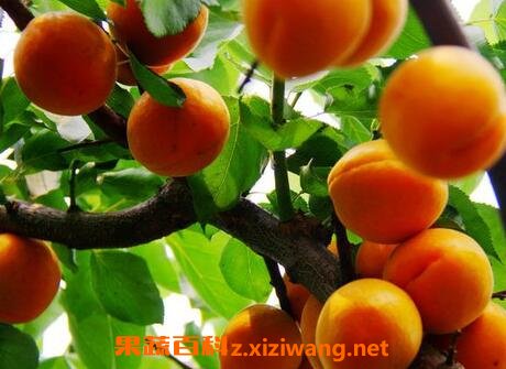 杏果的营养价值与功效