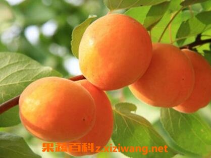 杏果的营养价值与功效