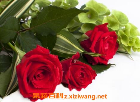 无根玫瑰花杆怎么种活 无根玫瑰花的养殖方法