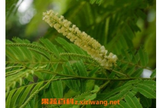 儿茶的功效与作用 儿茶的常见用法