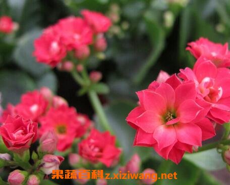 长寿花的养殖方法 长寿花怎么养