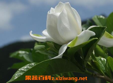 栀子花的养殖方法 栀子花怎么养好
