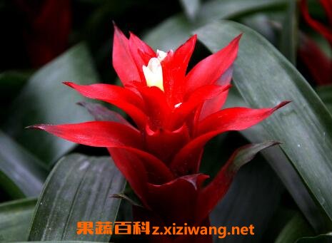 凤梨花的养殖方法 凤梨花怎么养好