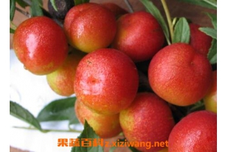 欧李果的营养价值与功效