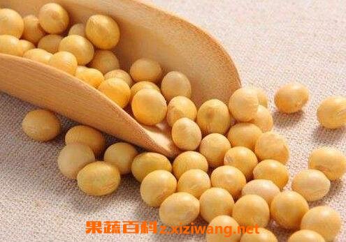 黄豆不能和什么一起吃