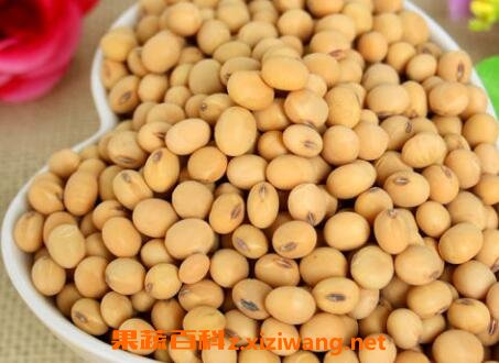 黄豆不能和什么一起吃