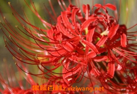 彼岸花的养殖方法和注意事项