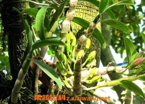 石斛的功效与作用及禁忌