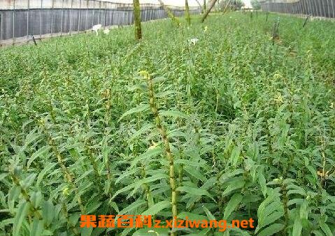 石斛的功效与作用及禁忌