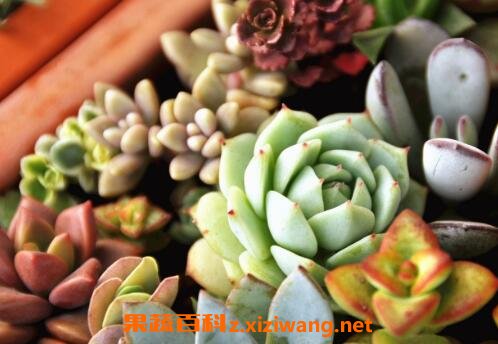 多肉植物怎么养 多肉植物养殖方法