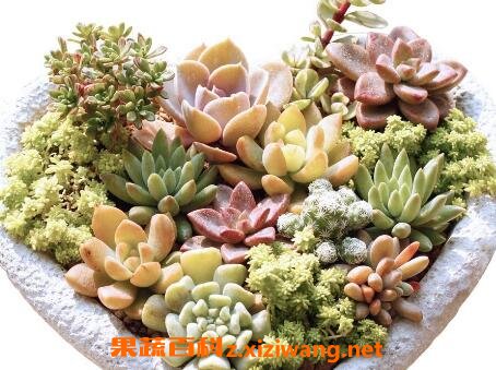 多肉植物怎么养 多肉植物养殖方法