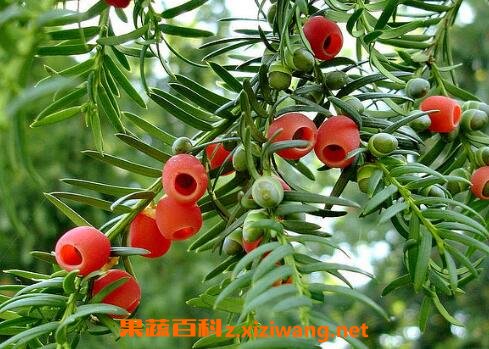 红豆杉的养殖方法 红豆杉怎么养
