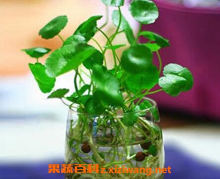 水培铜钱草的养殖方法