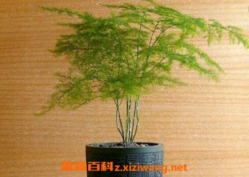 文竹的养殖方法 文竹叶子变黄怎么办