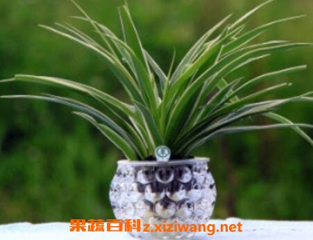 兰花水养的养殖方法
