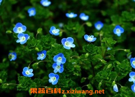 四季之星花养殖方法和注意事项