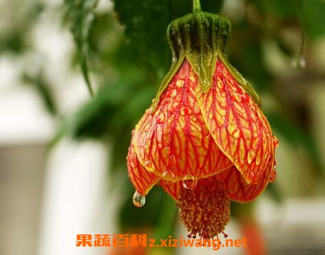 毛灯笼花的养殖方法和注意事项
