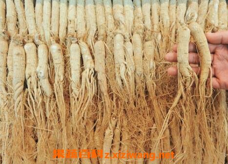 男人吃什么人参好 人参怎么吃壮阳