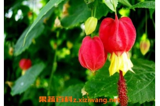 蔓性风铃花的养殖方法和注意事项