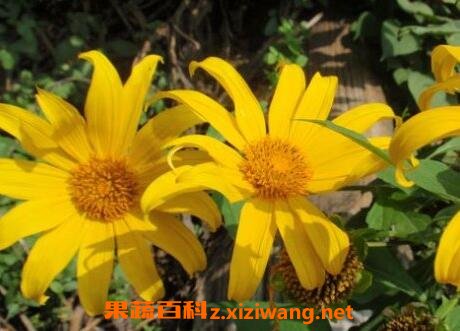 臭菊花的养殖方法和注意事项