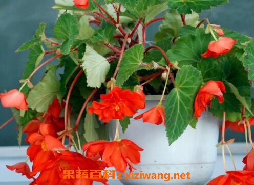 玻璃翠花的养殖方法和注意事项