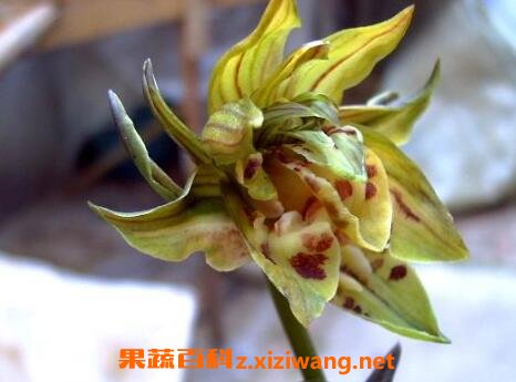 国香牡丹兰花的养殖方法
