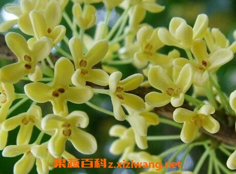 八角桂花的养殖方法