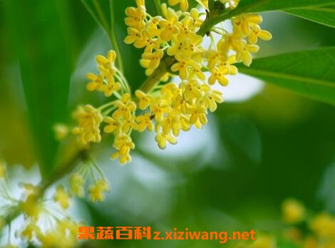 八角桂花的养殖方法