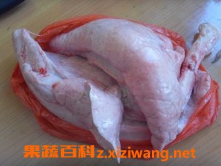 猪肺