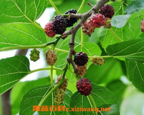 桑树果的药用价值