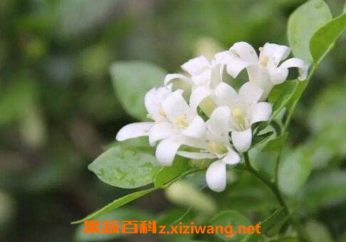不适合放在客厅的植物