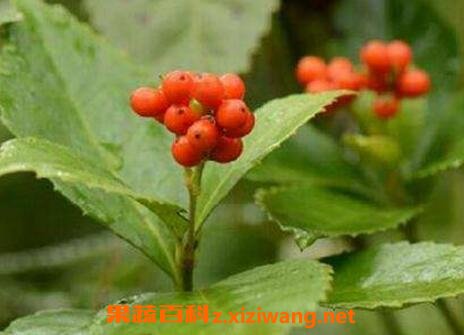 草珊瑚的繁殖方法