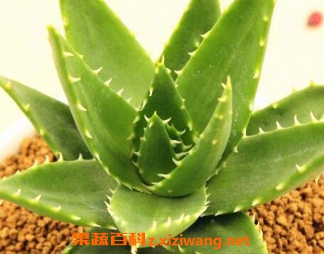 多肉植物不夜城养殖方法技巧