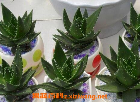 多肉植物不夜城养殖方法技巧