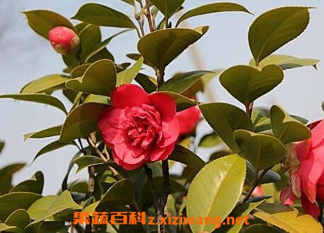茶花的养殖方法 茶花怎么养