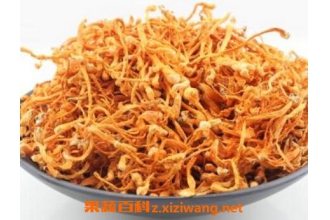 蛹虫草(北冬虫夏草)的功效与作用