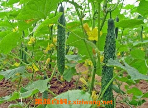 6月适合种植什么蔬菜