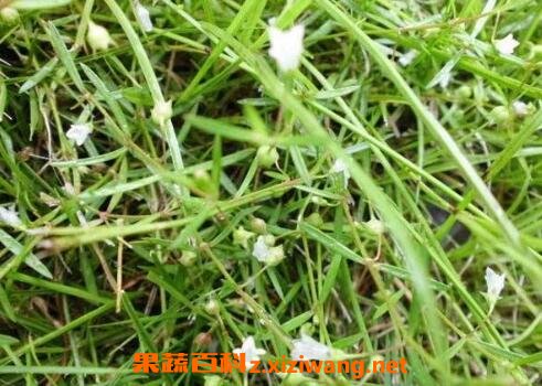 白花蛇草的功效与作用