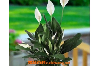 白掌叶子发黄怎么办 白掌的养殖方法
