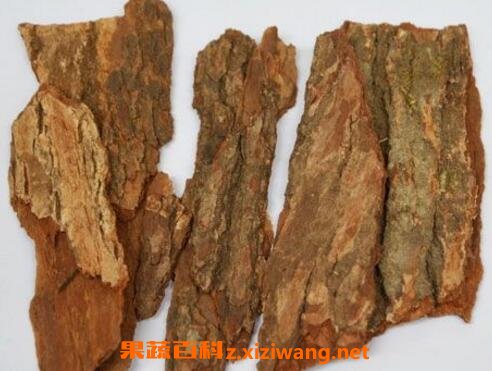 樟树皮的功效与作用 樟树皮怎么用